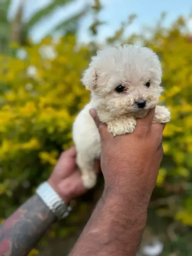 Poodle Toy - Para mais informações entre em contato.