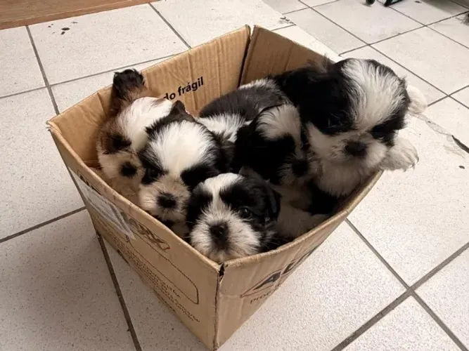 Filhotes de Shihtzu