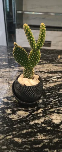 Mini vaso moderno com cacto e suculentas 