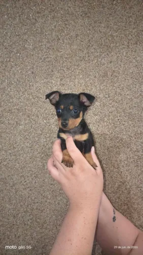 Pinscher