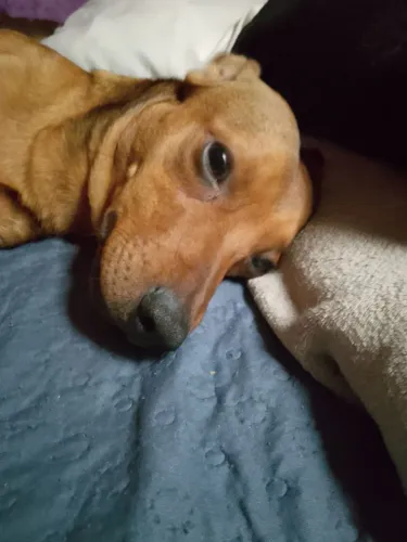 Cachorro para doação 