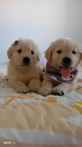 Filhotes de Golden Retriever 