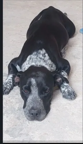 Cachorra para adoção