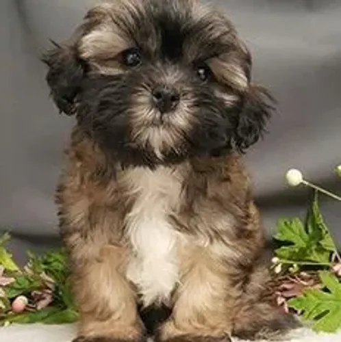 Ilasa apso com shitzu