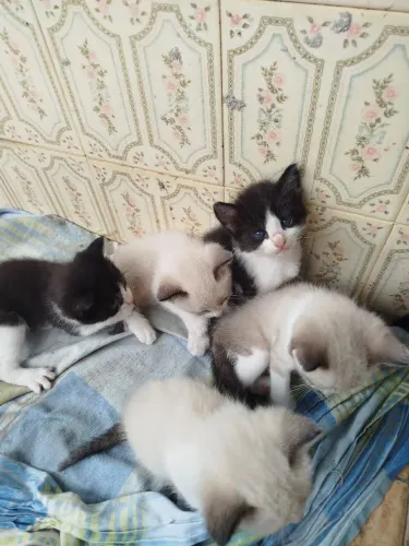 Gatinhos para adoção 