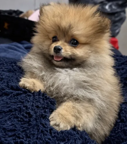 Lulu da pomerania 