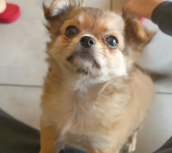 Linda filhotinha de chihuahua