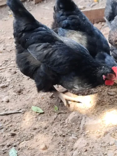 GALINHA / FRANGOS