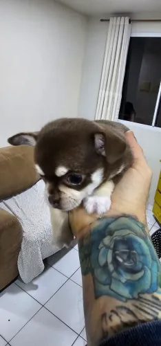 Lindo machinho chihuahua
