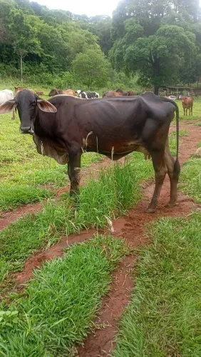 Vaca boiadeira 