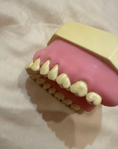 Manequim odontológico periodontia