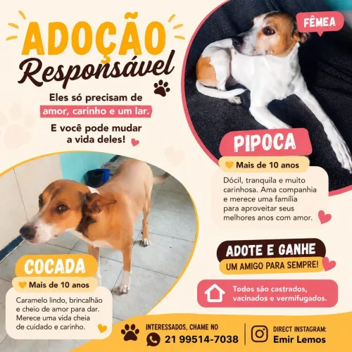 Doação cachorros dóceis