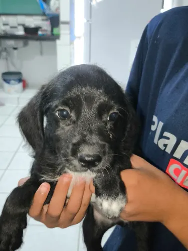 Cachorrinhos para doação.