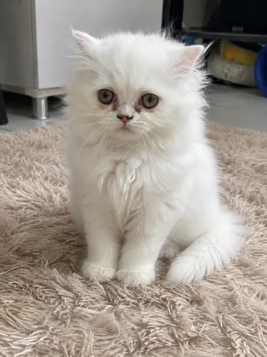 Gato persa ?