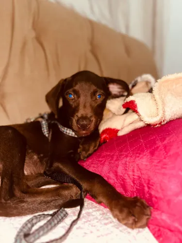 cachorrinha pra doação 