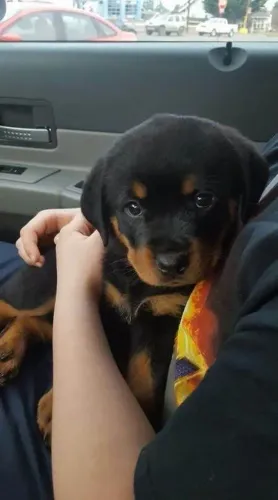 Filhote rottweiler, Dê um lar para um filhote e ganhe um amor para a vida toda!