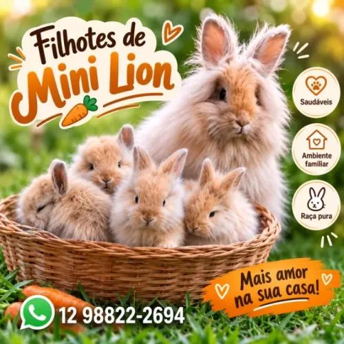 FILHOTE DE COELHO MINI LION