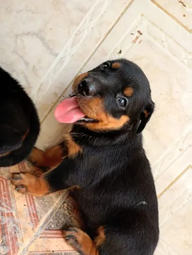 Filhote de rottwailler