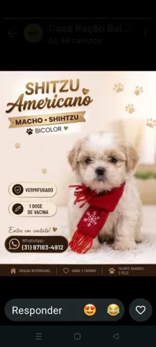 Lindos filhotes de Shitzu Macho 
