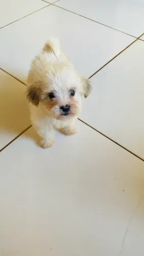 Lhasa Apso