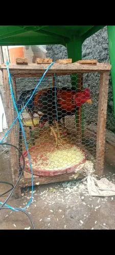 Vendo um Gallo carica