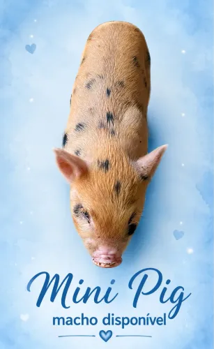 Mini porco, Mini Pig Macho 