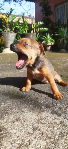 Pinscher