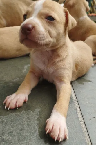 Filhote Pitbull Red Nose 