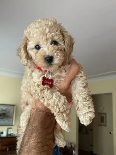 Poodle toy champanhe - maravilha de filhote 