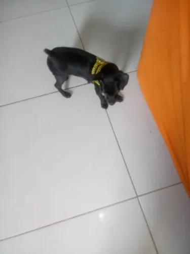pinscher 0 Mocinha 5 anos