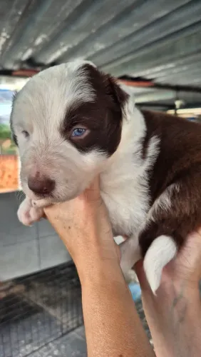 Border Collie Filhotes 