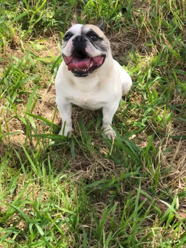 Cachorro bom de montaria