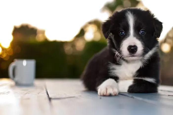 Filhote de Border Collie O Amigo Perfeito Para o Dia a Dia