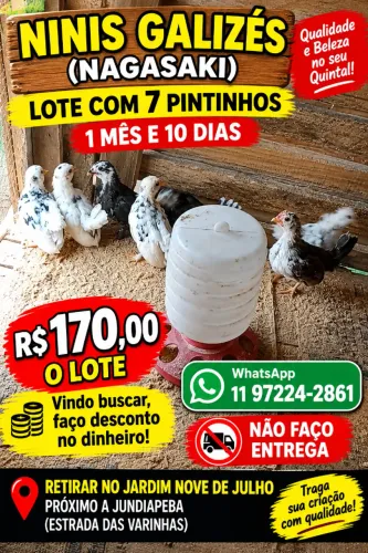 Vendo pintinhos Mini Galizés 