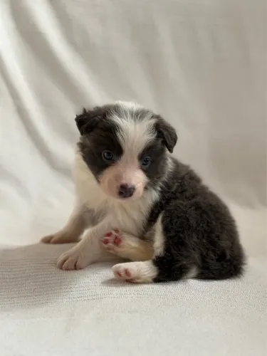 BORDER COLLIE FÊMEA 