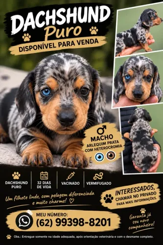 Dachshund arlequim (Cofap)