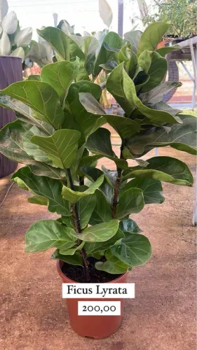 Muda de Ficus Lyrata 