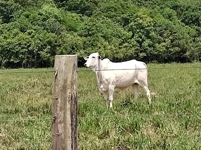 320 alqueires com 60% em pasto há 96 km de Belém porteira fechada