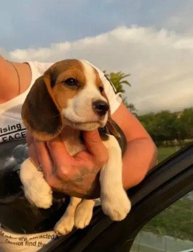 Filhote Beagle, Seu novo melhor amigo pode estar te esperando agora mesmo!