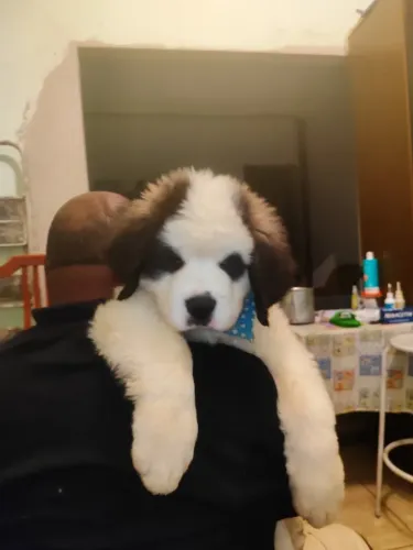 VENDA DE FILHOTE SÃO BERNARDO EM BELO HORIZONTE. VALOR 3.000 CONTATO *