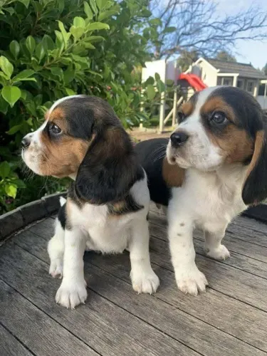 Filhotes de Beagle | Filhote que conquista no olhar!