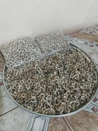 Sementes de moringa/ Árvore da vida