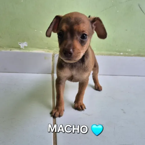 Cachorro pinscher