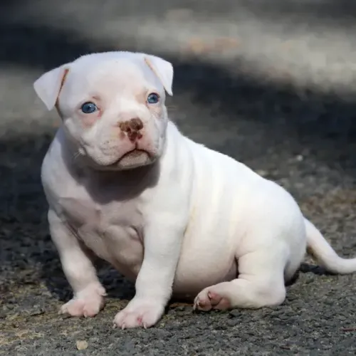 Cachorro American Bully à Venda! ?  