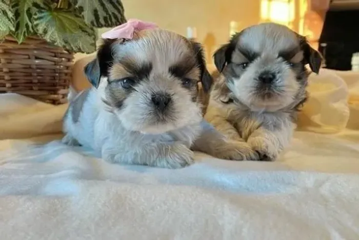 Shih Tzu Creme Fêmea - A Doçura em Forma de Cão!