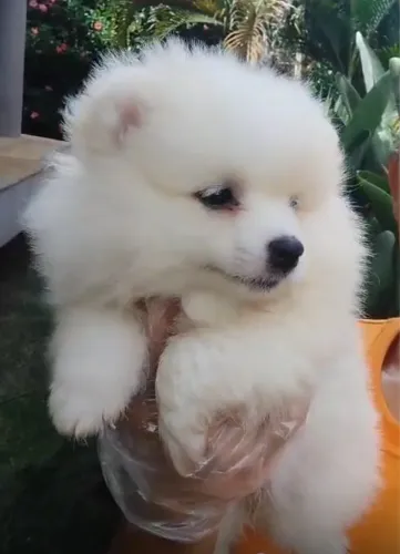 Spitz Alemão fofinho e encantador!