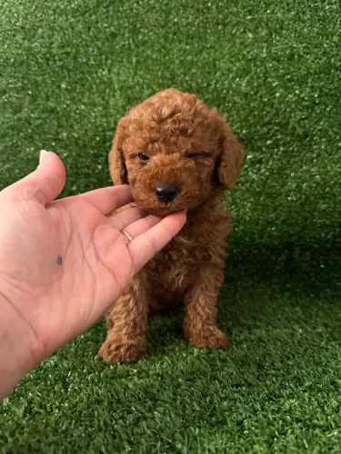 Poodle Toy Red Mini, elegante e cheio de amor 