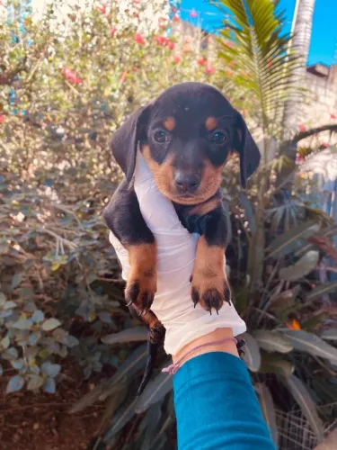 Dachshund Miniatura 