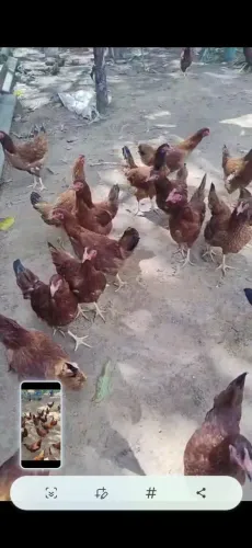 Poedeira Embrapa 051