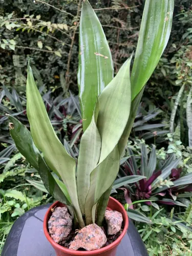 Planta